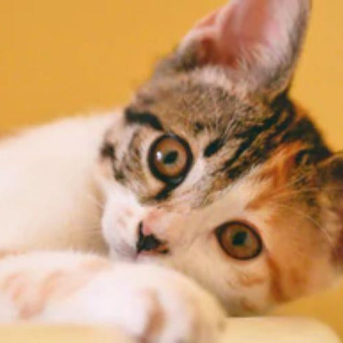 Are There Any Legalities Concerning Adoption? - Petsy