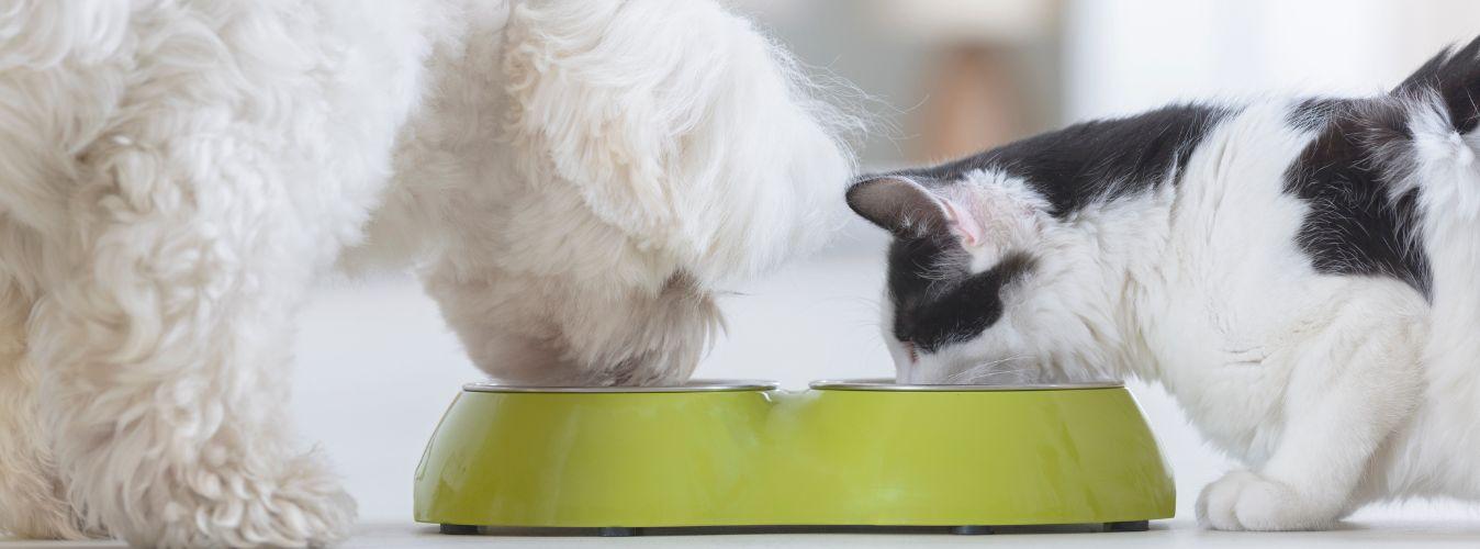 Transitioning Your Pet’s Food - Petsy