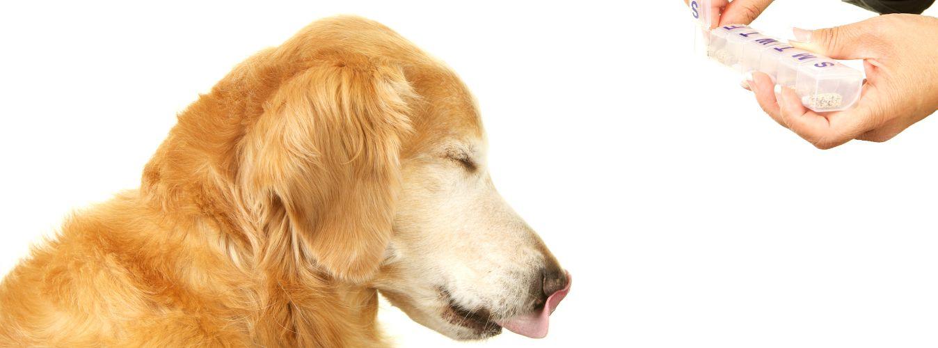 5 Simple Ways to Give Your Dog Medicines - Petsy
