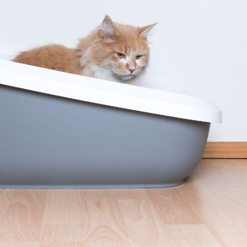 The Whats and Hows of Cat Litter - Petsy