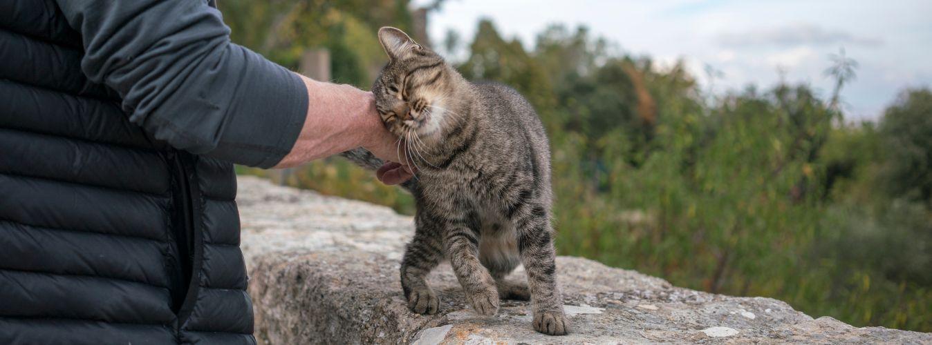 Why Does My Cat Headbutt? - Petsy