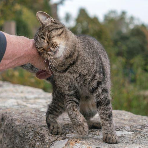 Why Does My Cat Headbutt? - Petsy
