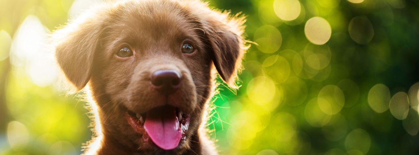 Challenges of Getting a New Puppy Home and How to Overcome Them? - Petsy