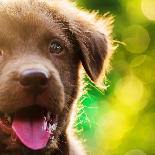 Challenges of Getting a New Puppy Home and How to Overcome Them? - Petsy