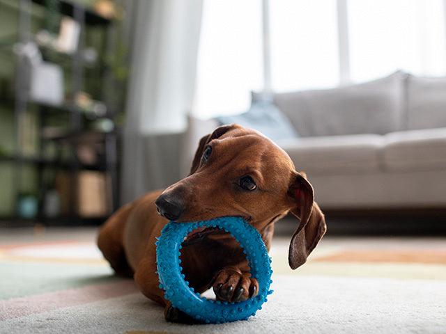 How do I choose the best dog toys for my dog? - Petsy
