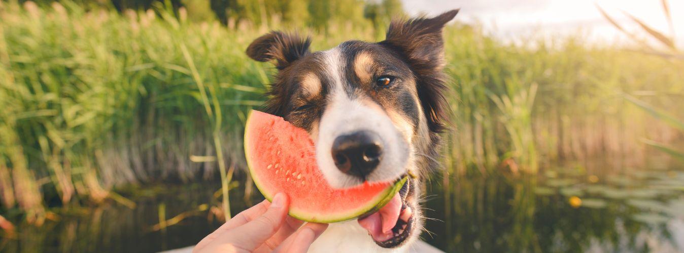 Fruits You Can Feed Your Dog - Petsy