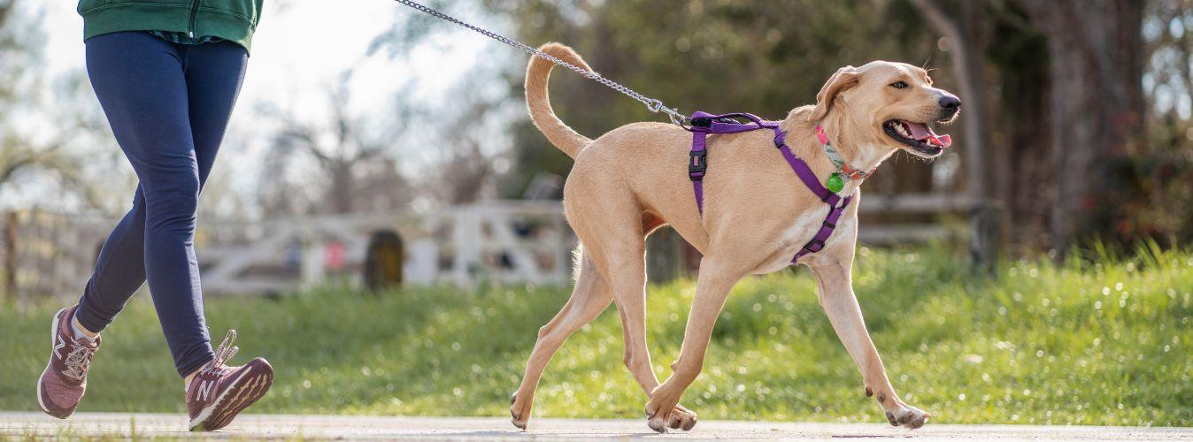 Things to Know About Exercising Your Puppy - Petsy