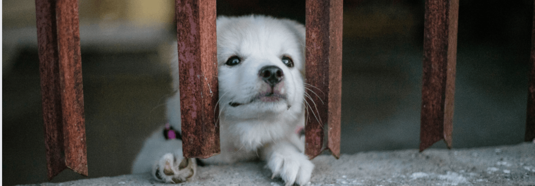 My Dog Doesn't Like Being Left Alone - What Do I Do? - Petsy