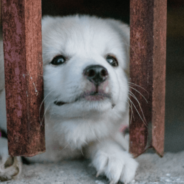 My Dog Doesn't Like Being Left Alone - What Do I Do? - Petsy