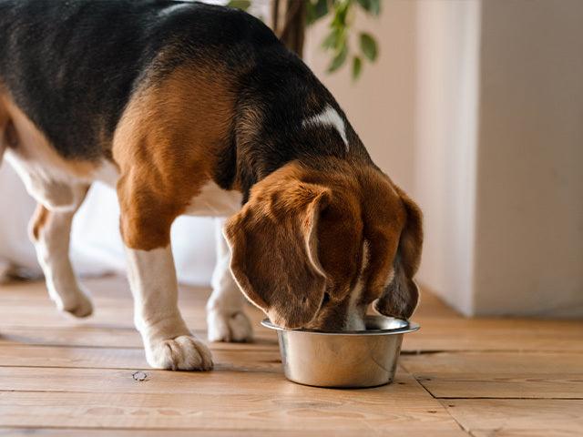 Are You Storing Pet Food the Right Way? - Petsy