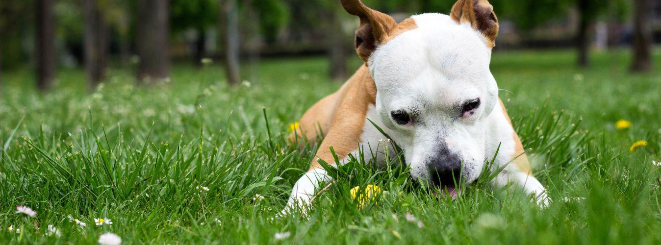 Why Does My Dog Eat Grass? - Petsy