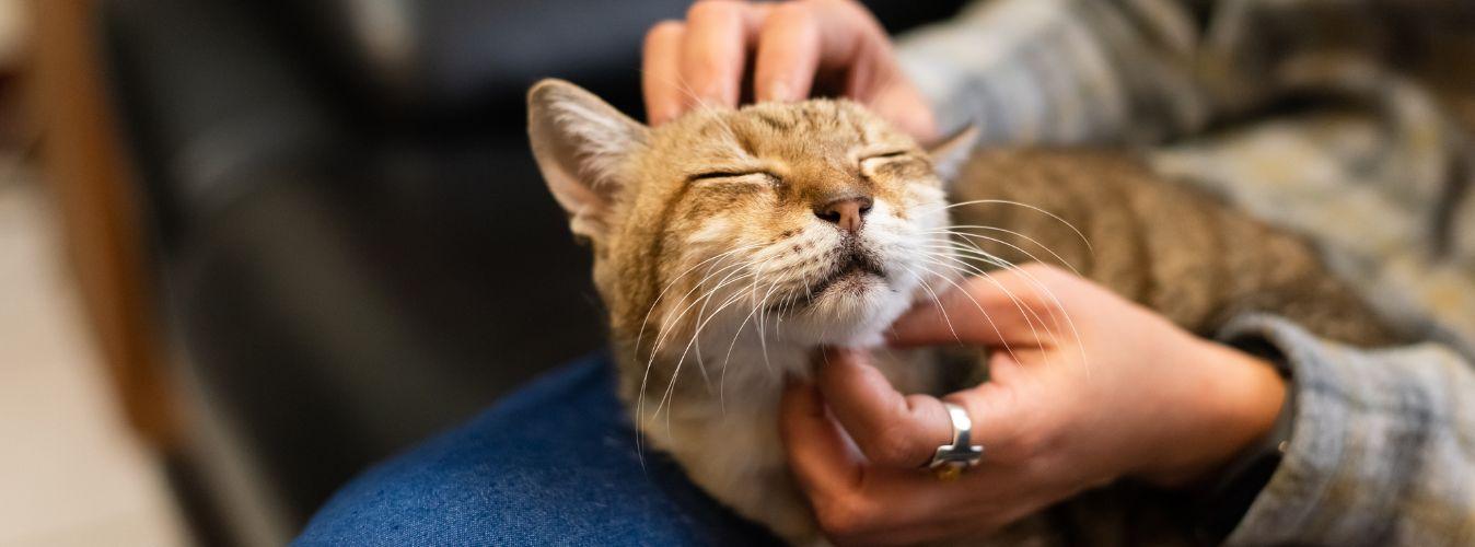 Obedience Training in Cats 101 - Petsy