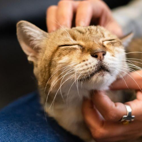 Obedience Training in Cats 101 - Petsy