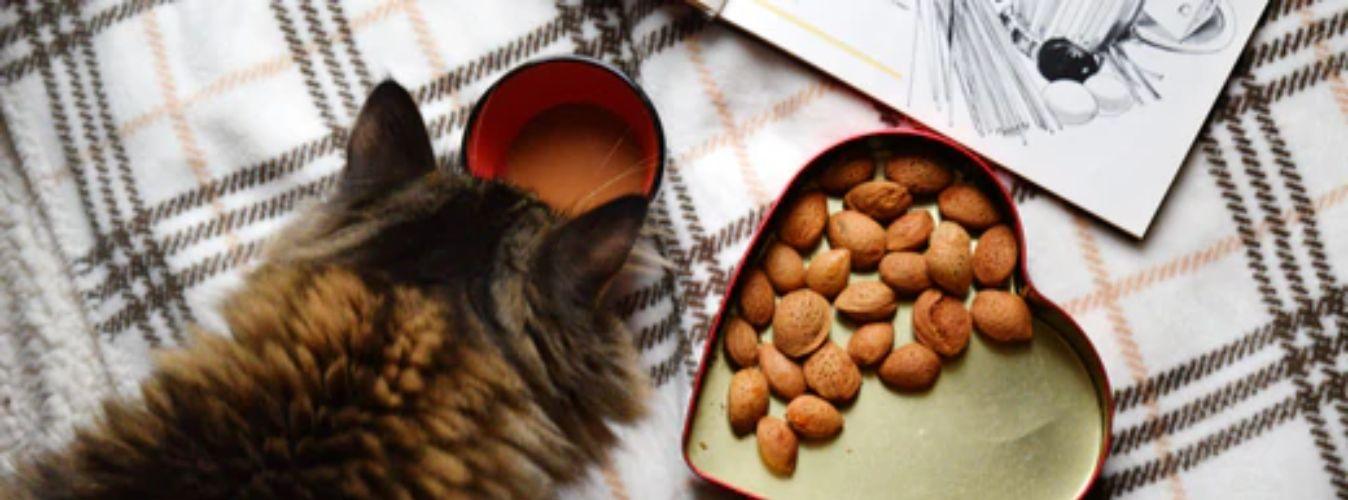 How to Pick the Right Cat Treat? - Petsy