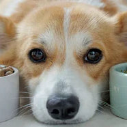 Assortment of dog foods - kibble, wet, raw, and homemade.