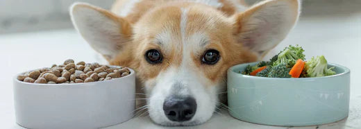 Assortment of dog foods - kibble, wet, raw, and homemade.