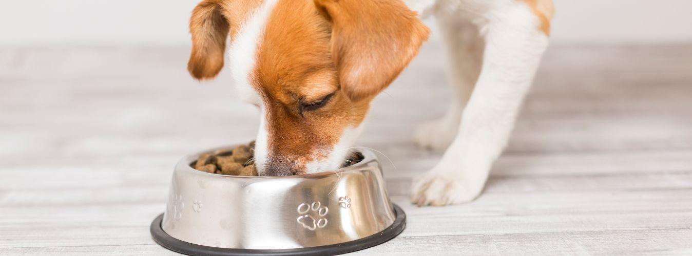 Regular Food VS Grain-Free Food - Petsy