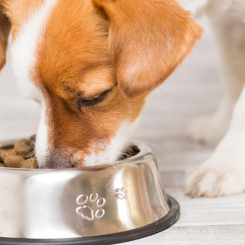 Regular Food VS Grain-Free Food - Petsy