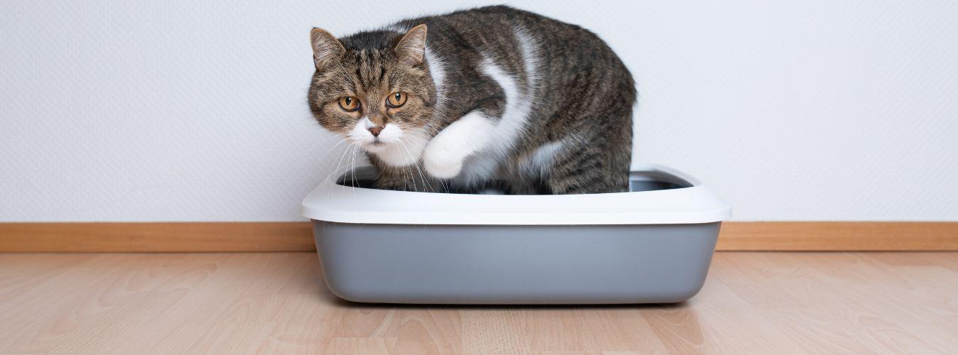 Disposing of Cat Litter- FAQs - Petsy
