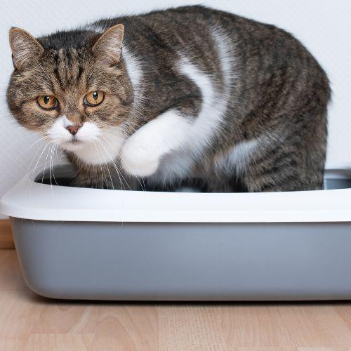 Disposing of Cat Litter- FAQs - Petsy