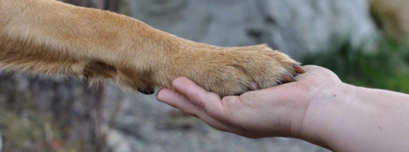 Top 7 Benefits of Pet Health Supplements - Petsy