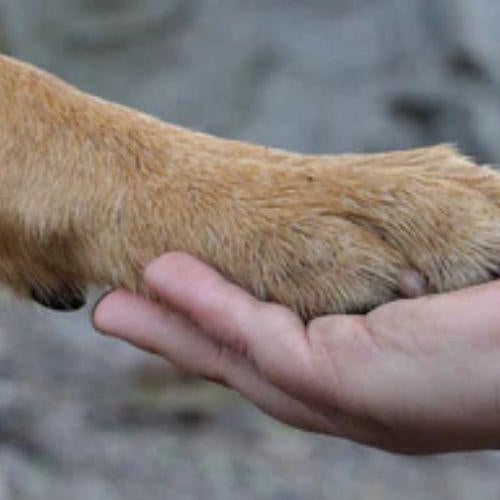 Top 7 Benefits of Pet Health Supplements - Petsy