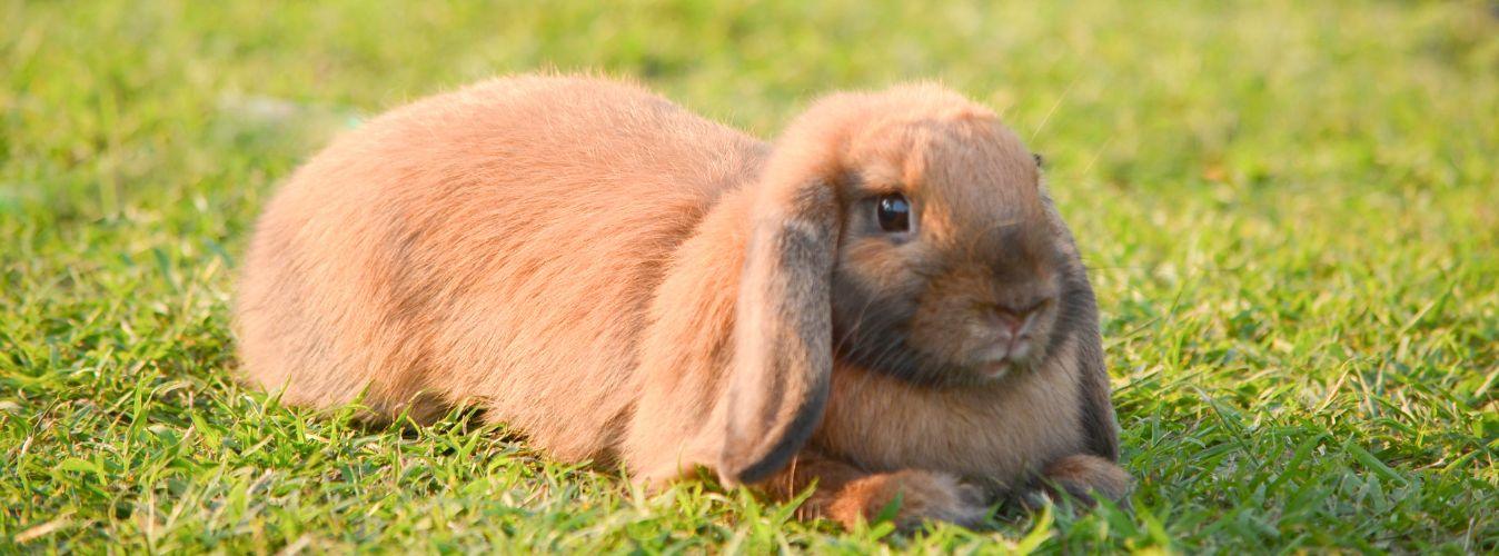 Pet Rabbit Care Guide - Petsy