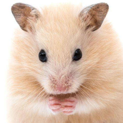 Caring for a pet Hamster - Petsy