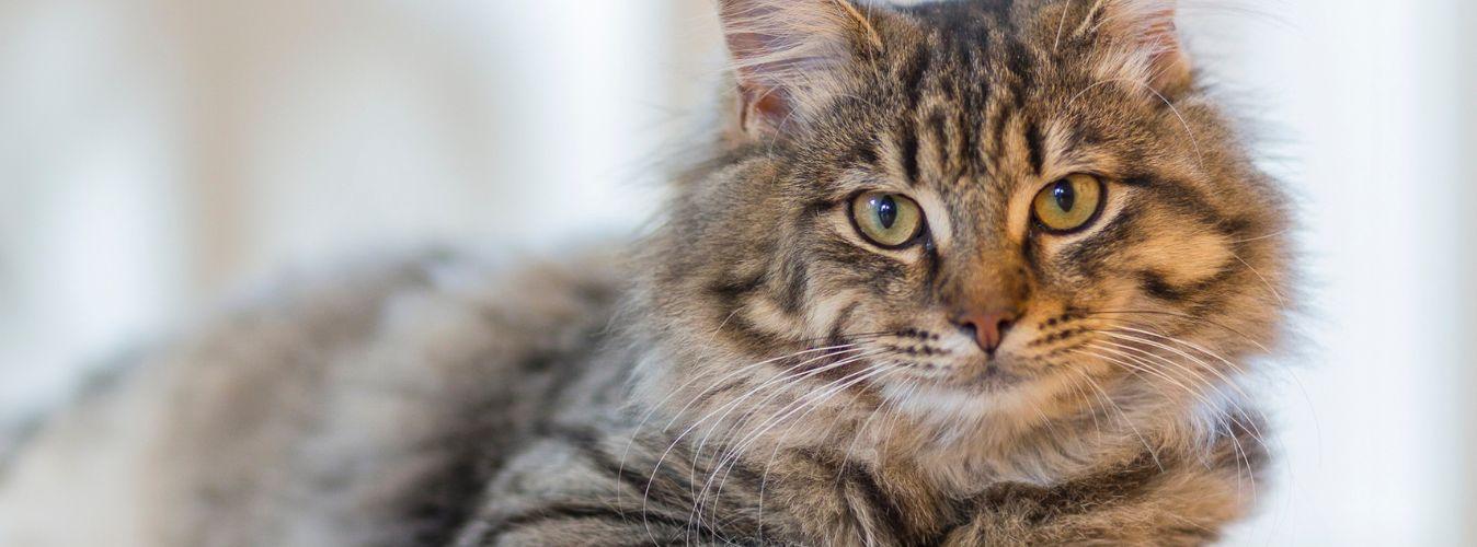 How Does Catnip Work Its Magic on Cats? - Petsy