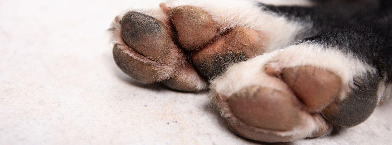 Soothing and Treating Cracked Paw Pads - Petsy