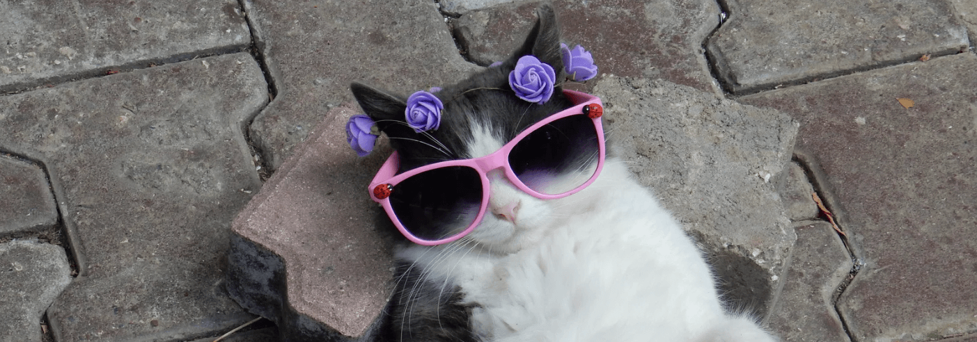 5 Products That Will Change Your Pet's Life! - Petsy