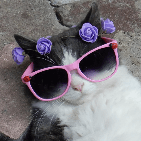 5 Products That Will Change Your Pet's Life! - Petsy