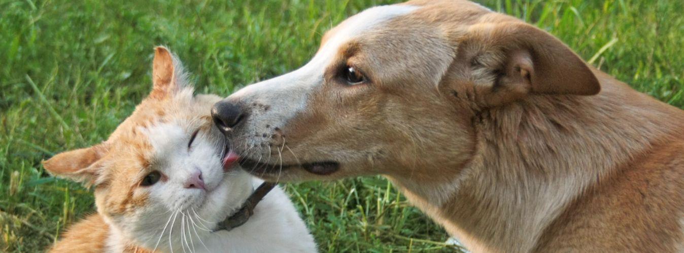 Summer Tips for Pets - Petsy