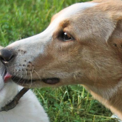 Summer Tips for Pets - Petsy