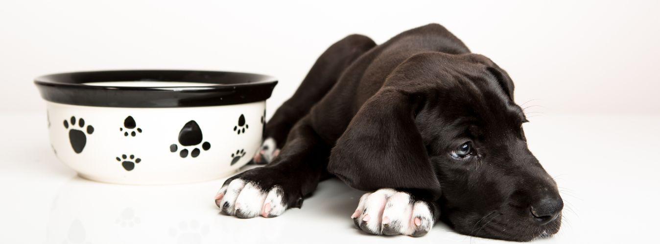 Why Did My Dog Stop Eating? - Petsy