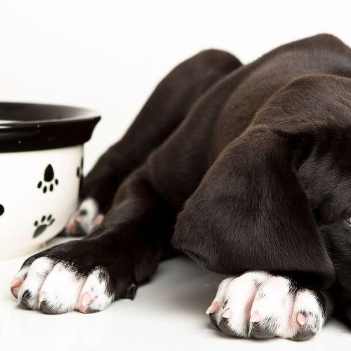 Why Did My Dog Stop Eating? - Petsy