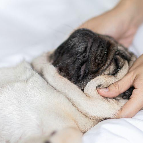 4 Reasons to Start Massaging Your Dog - Petsy