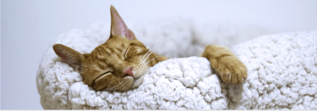 Why Is My Cat Sleeping So Much? - Petsy