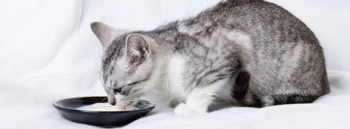 Can Cats Drink Milk? - Petsy