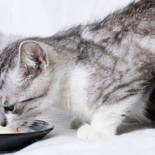 Can Cats Drink Milk? - Petsy