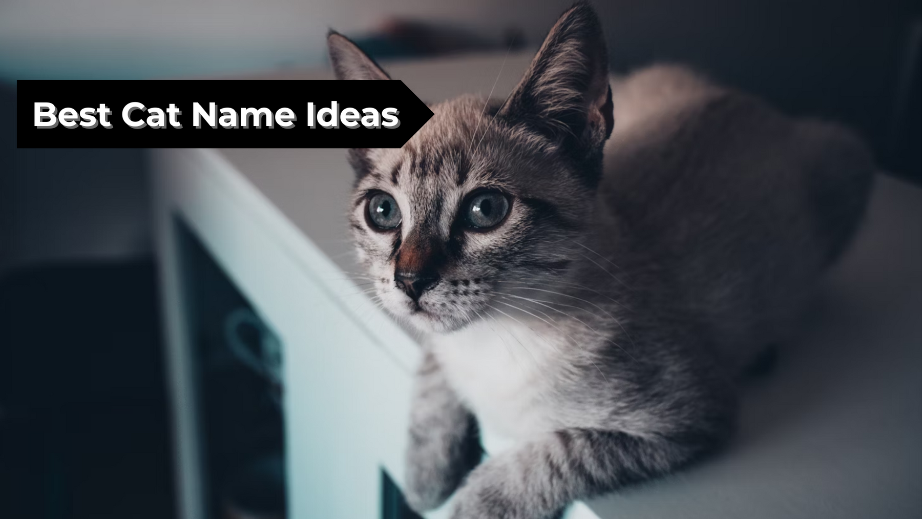 Best Cat Name Ideas: Unique, Funny & Popular