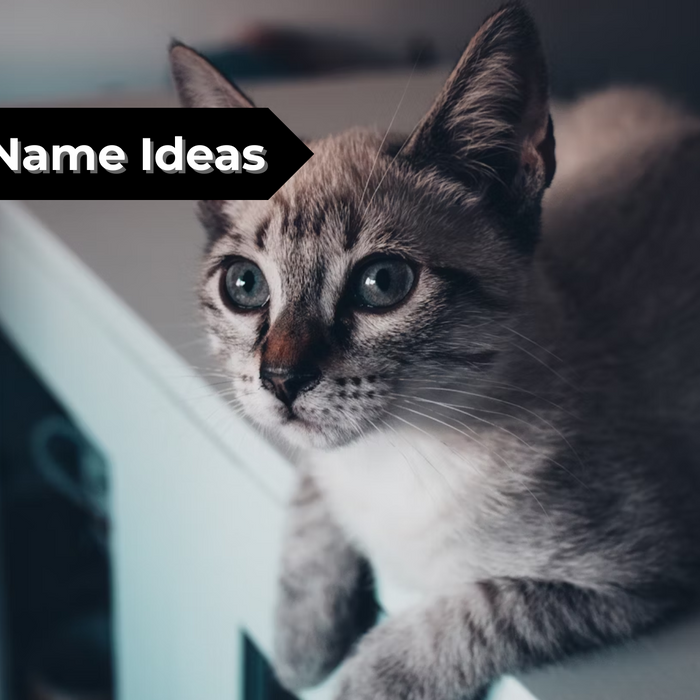 Best Cat Name Ideas: Unique, Funny & Popular