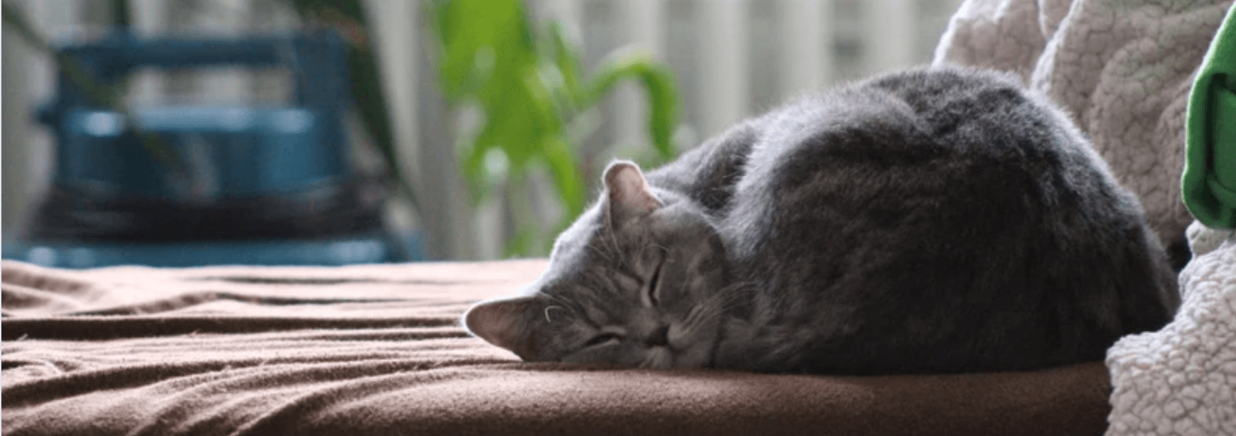 17 Signs To Never Ignore In Pets! - Petsy