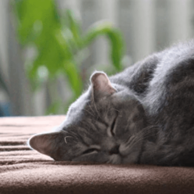 17 Signs To Never Ignore In Pets! - Petsy