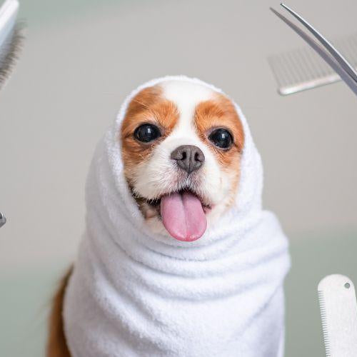 Dog Grooming Essentials - Petsy