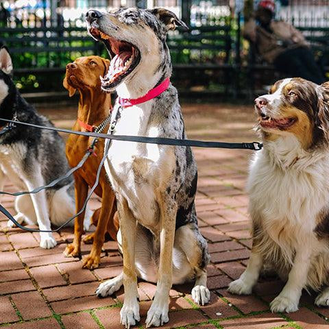 How to train dogs at home? - Petsy