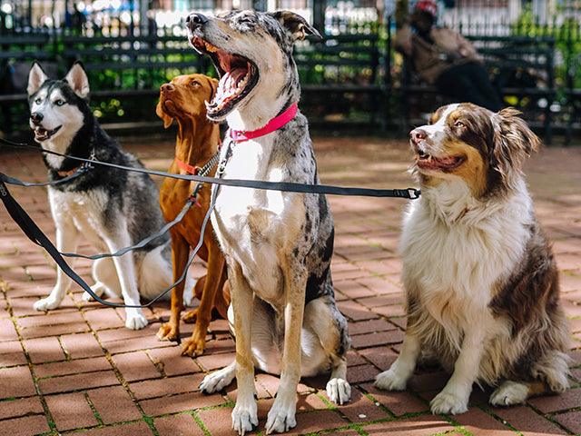 How to train dogs at home? - Petsy