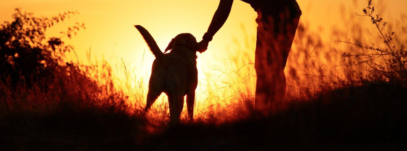 Training Do’s and Don'ts - Petsy