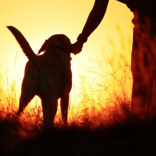 Training Do’s and Don'ts - Petsy