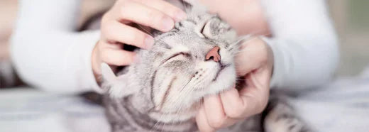 Playful kitten exploring toys and cozy spaces in its cat-friendly home